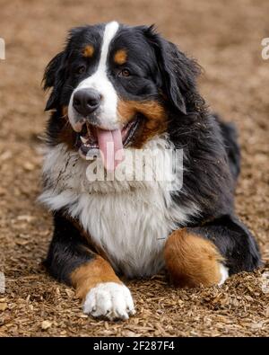 Cane da montagna bernese di 1 anno cucciolo maschio riposato sulla corteccia con lingua fuori. Foto Stock