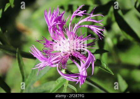 Petali rosa spiralati su un fiore a chioccia Foto Stock