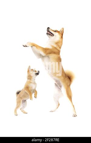 Due cani di razza giapponese Shiba Inu Foto Stock