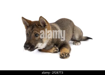 Cane giapponese Shikoku cucciolo Foto Stock