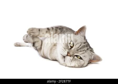 British Shorthaired cat Foto Stock