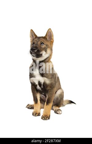 Cane giapponese Shikoku cucciolo Foto Stock
