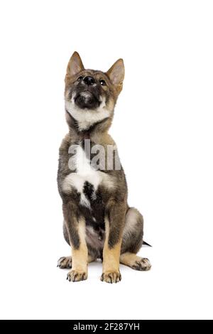 Cane giapponese Shikoku cucciolo Foto Stock