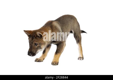 Cane giapponese Shikoku cucciolo Foto Stock