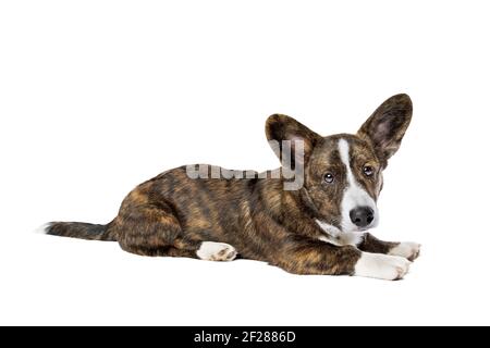 Brindle e bianco Cardigan Corgi cane gallese Foto Stock