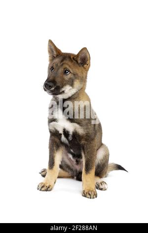 Cane giapponese Shikoku cucciolo Foto Stock