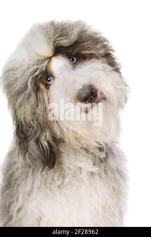 Cane Sheepadoodle isolato su bianco Foto Stock