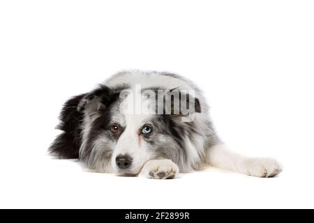 Vecchio cane di collie blu di bordo di merle Foto Stock