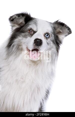 Vecchio cane di collie blu di bordo di merle Foto Stock