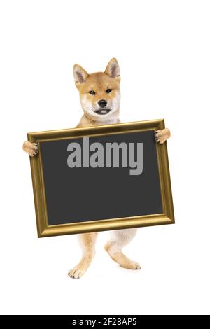 Cane cucciolo shiba inu in piedi che tiene un cartello o lavagna Foto Stock