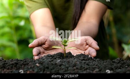 I giardinieri piantano alberi o piantine su sfondo verde offuscato concetto di conservazione della foresta. Foto Stock
