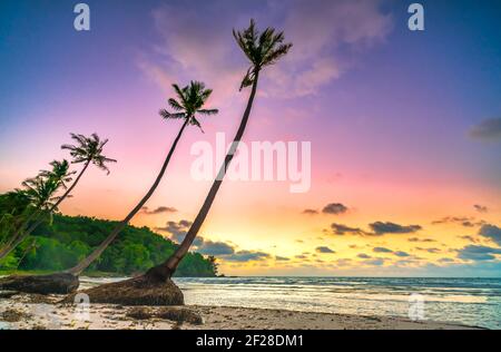 Dawn su una spiaggia deserta con belle palme da cocco pendenti di fronte al mare e una bella e spettacolare cielo smeraldo isola di Phu Quoc, Vietnam Foto Stock