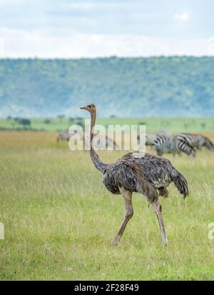 Struzzo femmina comune (Struthio camelus) Con gruppo di Zebra in background a Masai Mara National Parco, kenya Foto Stock