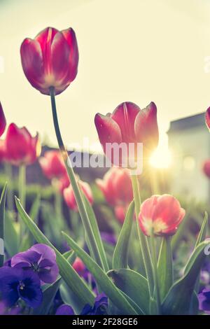 Disposizione di fiori di primavera colorati nel parco pubblico, primavera Foto Stock