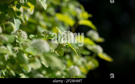 Viburnum carlesii, è un arbusto con forma sferica di crescita e fiori sferici bianchi Foto Stock