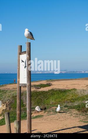 Seagull in una giornata di sole con una spiaggia e cielo blu in primo piano, in Portogallo Foto Stock