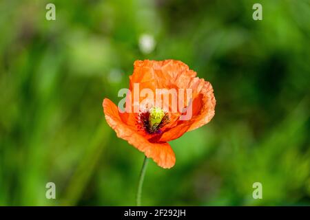 La specie è ermafrodite, papaver Dubium, papavero a testa lunga, fiore di blindeyes Foto Stock