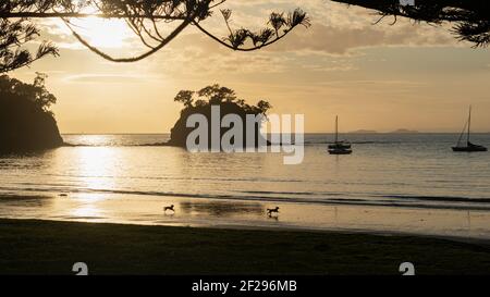 Immagine di silhouette della spiaggia di Torbay con cani che corrono all'alba, Auckland Foto Stock