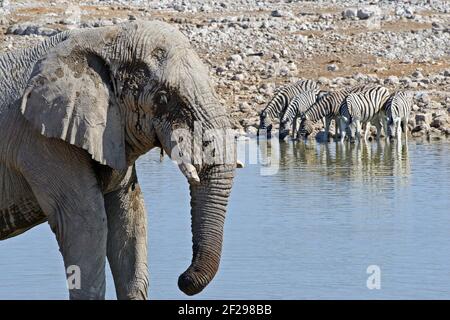 Elefante in primo piano, mentre Zebre si allineano sullo sfondo per bere in una buca d'acqua a Etosha NP, Namibia Foto Stock