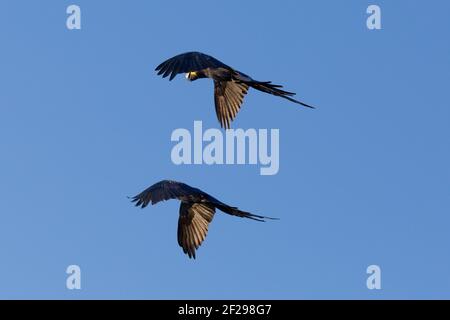 Due Hyacinth Macaws (Anodorhynchus hyacinthinus) che volano lungo la transpantaneira nel Pantanal a Mato Grosso, Brasile Foto Stock