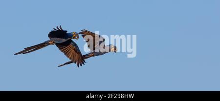 Coppia di giacinti volanti davanti al cielo blu nel Pantanal a Mato Grosso, Brasile Foto Stock