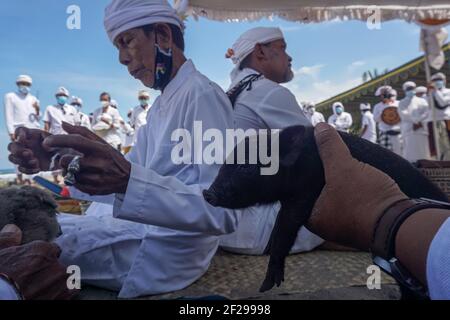 Badung, Bali, Indonesia. 10 marzo 2021. Un devoto tiene un maialino come offerta di cerimonia. Indù balinese per celebrare Melasti, una cerimonia di pulizia dell'anima a Petitenget Beach prima di Nyepi, il giorno del silenzio, festa. Nyepi si terrà il 14 marzo 2021, che segna il nuovo anno in calendario balinese. Con l'epidemia di Covid-19, Melasti quest'anno limitato solo per poche persone selezionate. In condizioni normali ci sono migliaia di loro. (Immagine di credito: © filo Dicky BisinglasiZUMA) Foto Stock