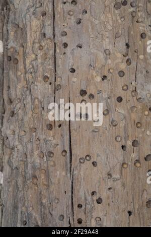 Käfer-Fraßgänge in altem, morschem Holz, Löcher durch Käferfraß Foto Stock