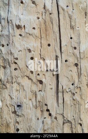 Käfer-Fraßgänge in altem, morschem Holz, Löcher durch Käferfraß Foto Stock