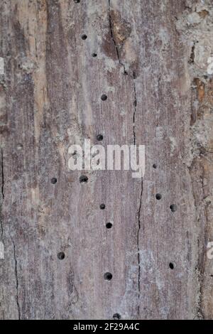 Käfer-Fraßgänge in altem, morschem Holz, Löcher durch Käferfraß Foto Stock