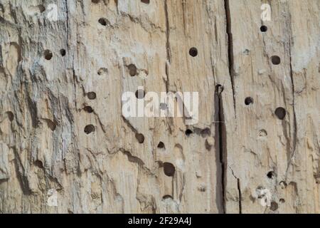 Käfer-Fraßgänge in altem, morschem Holz, Löcher durch Käferfraß Foto Stock