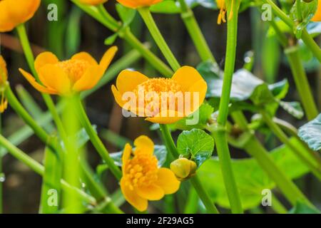 Particolare di un fiore giallo di una palude. Diversi gambi di fiori verdi con boccioli. Verde scuro foglie lucide a forma di cuore di piante da corpo d'acqua Foto Stock