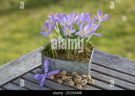 fiori di crocus viola in vaso di zinco come decorazione primaverile Foto Stock