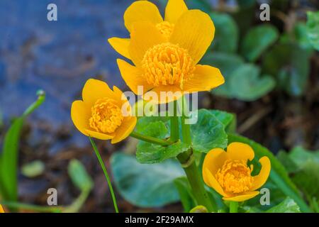 Marsh marigold in una zona umida con tre fiori. Polline di ape su fiori aperti con pistil e gambo. Foglie dentellate a forma di cuore verde sullo stelo del fiore Foto Stock