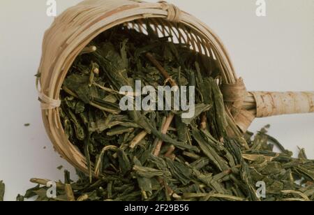 Succhietti di tè di bambù, tè verde, foglie secche di pianta del tè, Camellia sinensis, non fermentato, Darjeeling, tè misto da varie foglie e fiori secchi Foto Stock