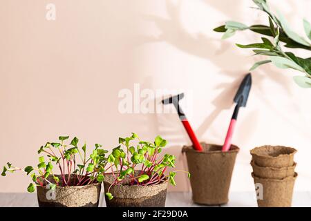 Piantando piantine, concetto di agricoltura biologica. Autocoltivazione di micro-verde a casa. Moderna vita still con piante di ravizzone microrverdi su una luce Foto Stock