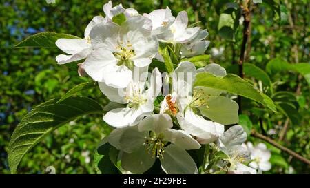 Ramoscello con fiori di mela - Zweig mit Apfelblüten Foto Stock