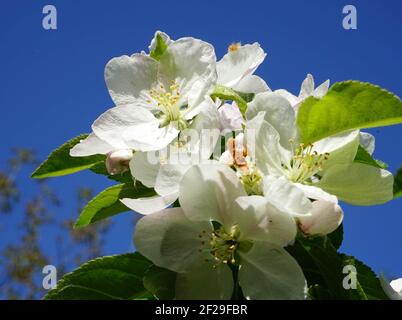 Ramoscello con fiori di mela con cielo blu - Zweig mit Apfelblüten und Blauem Himmel Foto Stock