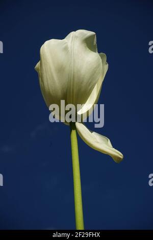 Weiße Tulpe vor dunkelblauem Himmel, tulipano bianco di fronte al cielo blu scuro. Foto Stock