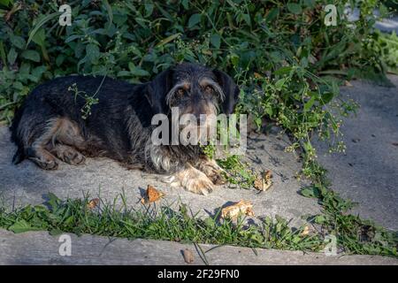 Il cane da caccia con capelli a filo è conosciuto come il cane wiener o cane salsiccia. Ritratto mentre dorme e posa sul verde sentiero pedonale del parco Foto Stock