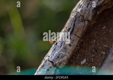 Salva Scarica Anteprima un primo piano di una cavalletta su una vecchia trave di legno fessurata. Foto Stock