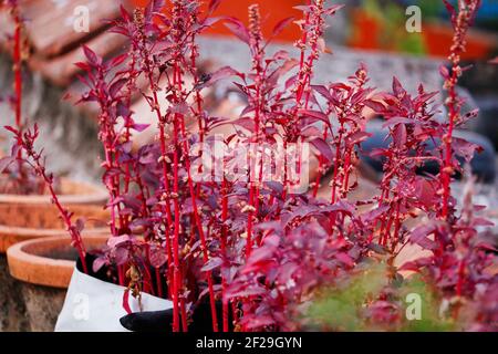 Amaranthus dubius, gli spinaci rossi, gli spinaci cinesi, l'amaranto della milza appartiene alla famiglia economicamente importante Amarantaceae Foto Stock