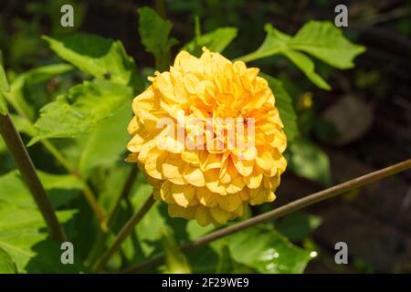 Un Pom giallo Pom Dahlia, conosciuto anche come Ball Dahlia, membro della famiglia Asteraceae, che cresce in Friuli Foto Stock