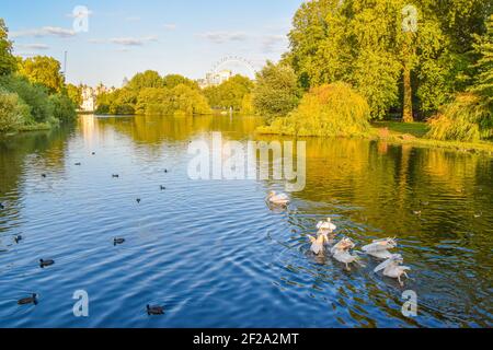 St James's Park Lake con pellicani residenti, Londra, Regno Unito. Foto Stock