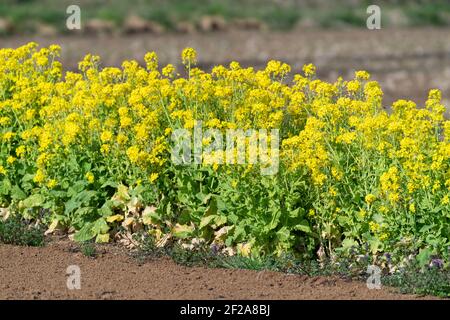 Fiore di canola in piena fioritura, Città di Isehara, Prefettura di Kanagawa, Giappone Foto Stock