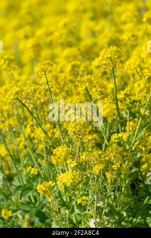 Fiore di canola in piena fioritura, Città di Isehara, Prefettura di Kanagawa, Giappone Foto Stock