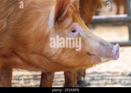 Pigs presso un'asta Mart, Cumbria, Regno Unito. Foto Stock