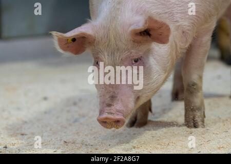 Pigs presso un'asta Mart, Cumbria, Regno Unito. Foto Stock