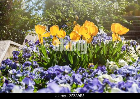Tulipani gialli e viola fioriscono in un letto di fiori nel parco. Giornata di primavera soleggiata in giardino. Bellissimi fiori alla luce del sole. Paesaggio gard Foto Stock