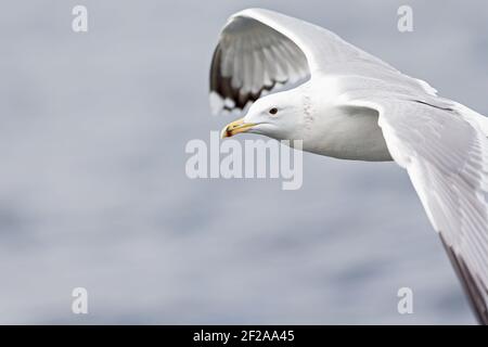 Un gabbiano Caspian (Larus cachinnans) In volo su un lago nella città di Berlino Foto Stock