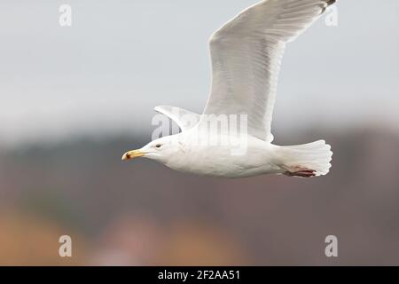 Un gabbiano Caspian (Larus cachinnans) In volo su un lago nella città di Berlino Foto Stock